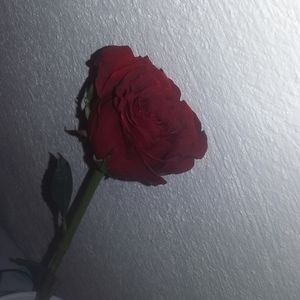 Meet your Posher, Anasol